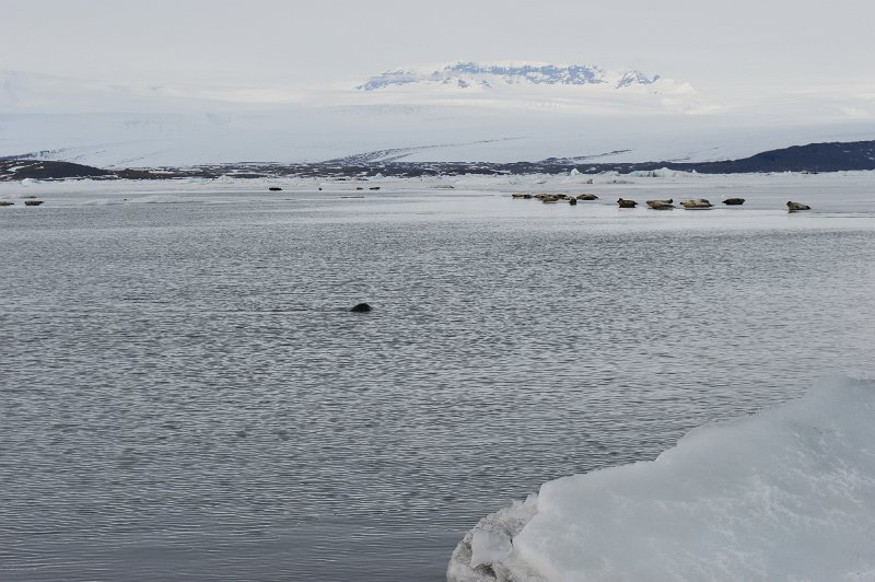 Jokulsarlon (17).JPG